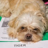 B4AR_img_dog1 B4AR_img_dog1