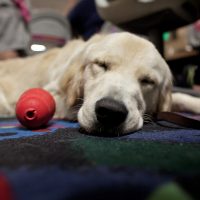 B4AR_img_dog2 B4AR_img_dog2